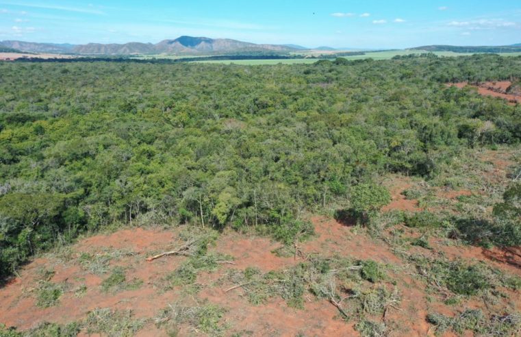 Desmatamento recua em Goiás em 2022, revela Mapbiomas