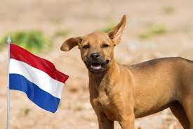 Holanda dá exemplo ao mundo e zera número de cachorros de rua do país