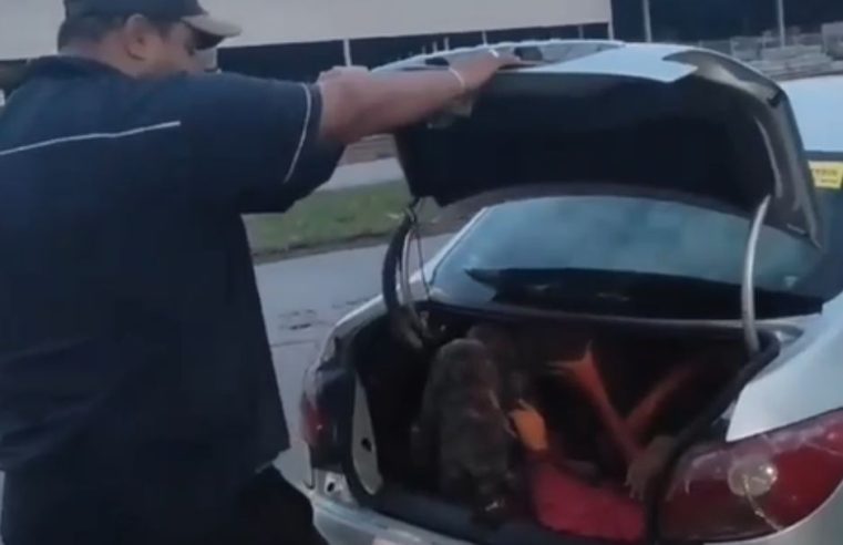 Empresário é flagrado em carro com 7 funcionários, 2 no porta-malas, na BR-153 em Aparecida