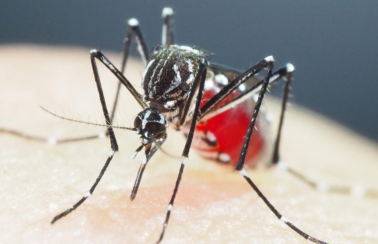 Goiás registra a primeira morte por dengue em 2024